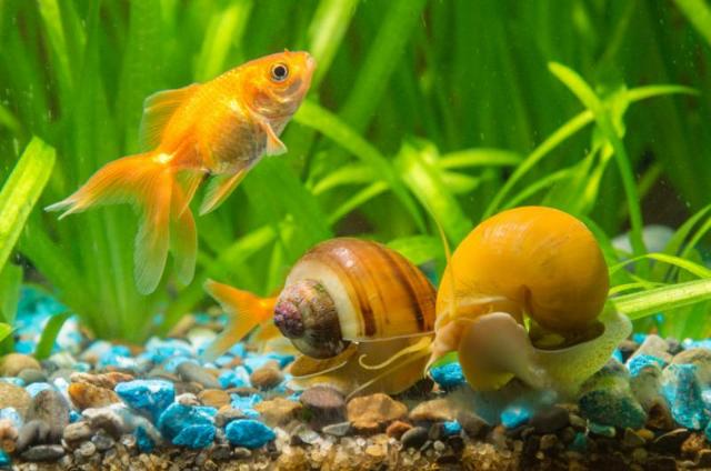 Chăm sóc ốc táo hiệu quả