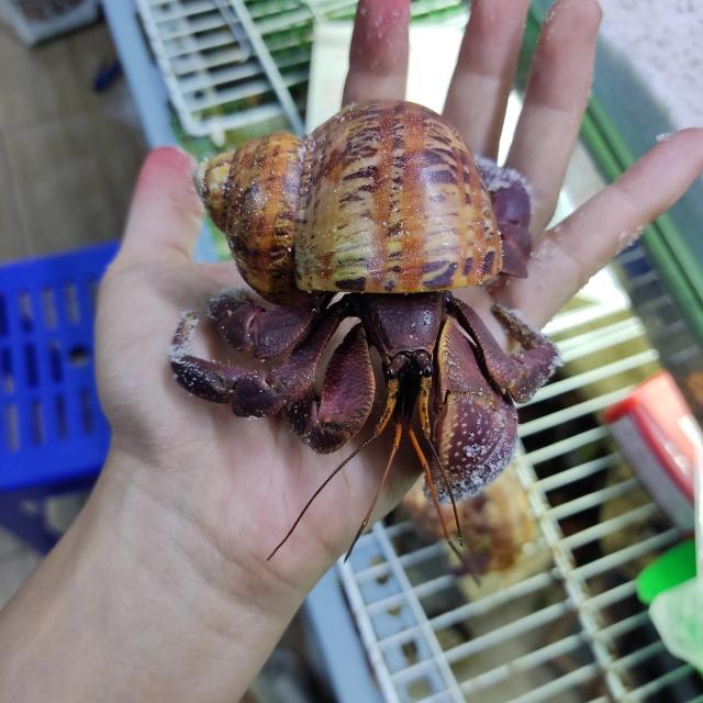 Đặc điểm nổi bật của ốc mượn hồn