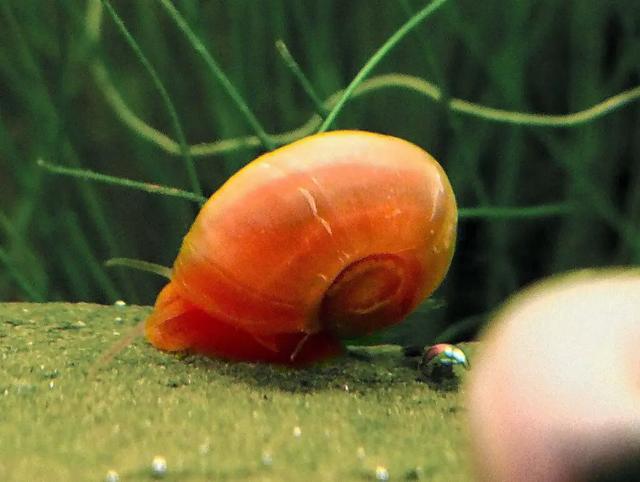 Đặc điểm của ốc táo đỏ