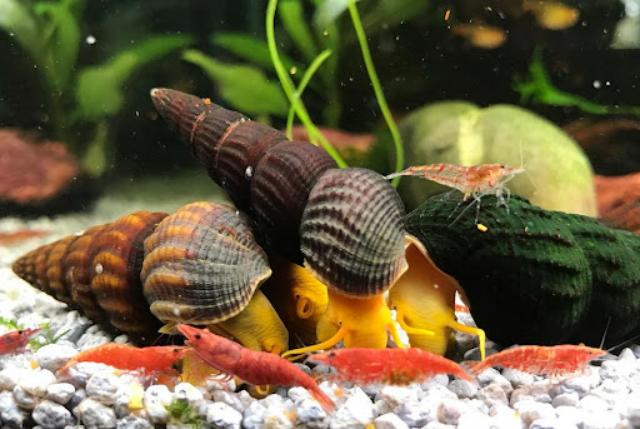 Lợi ích khi nuôi ốc Sulawesi