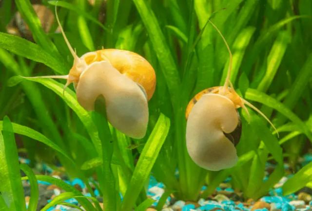 Nuôi ốc táo hiệu quả