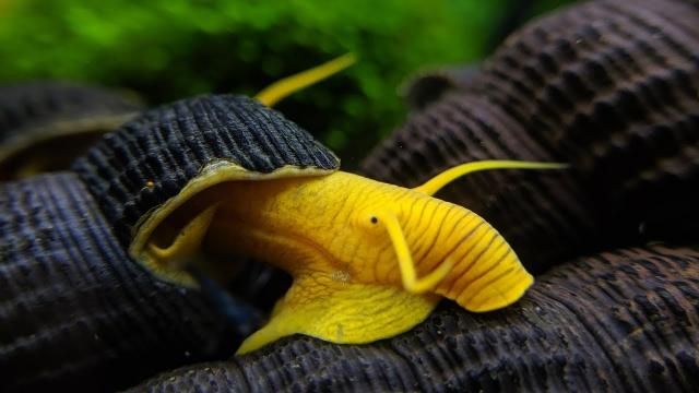 Ốc Sulawesi thịt vàng
