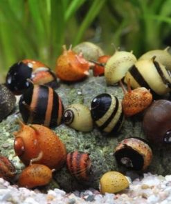 Ốc Nerita Gai màu sắc rực rỡ