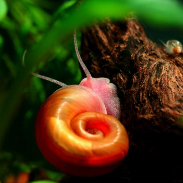 Ốc táo đỏ thuỷ sinh