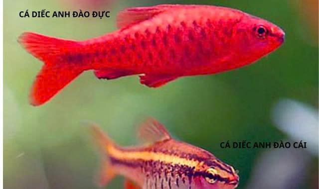 Phân biệt cá diếc anh đào