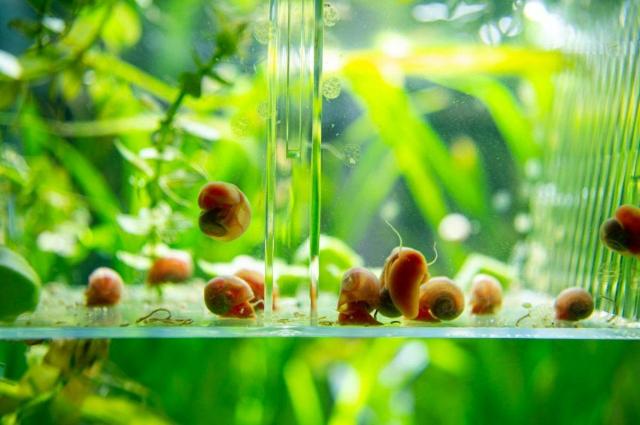 Sinh sản và nhân giống ốc táo đỏ