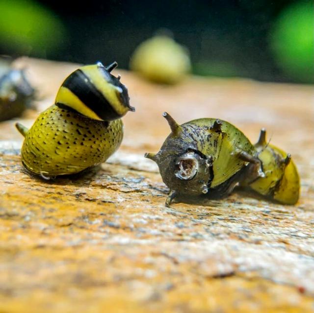 Tổng quan về Ốc Nerita Gai