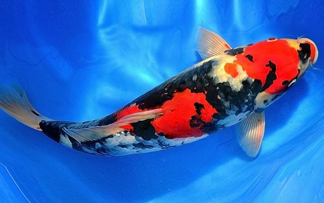 Cá Koi Showa