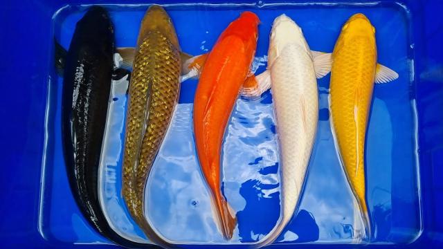 Cá Koi đơn sắc