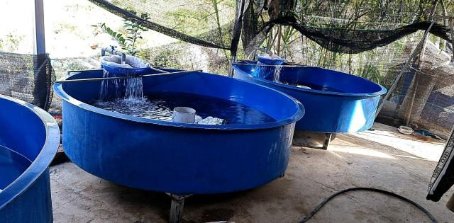 Chăm sóc cá trê trong thùng nhựa