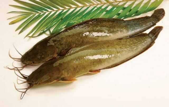 Đặc điểm nổi bật của cá trê