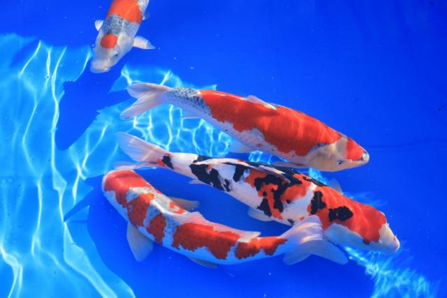Đặc điểm nổi bật của cá Koi