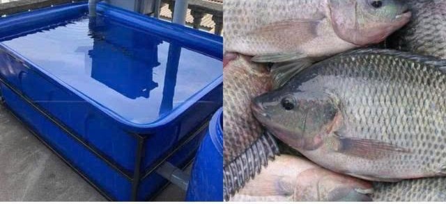 Lợi ích của cá rô phi khi nuôi trong thùng nhựa
