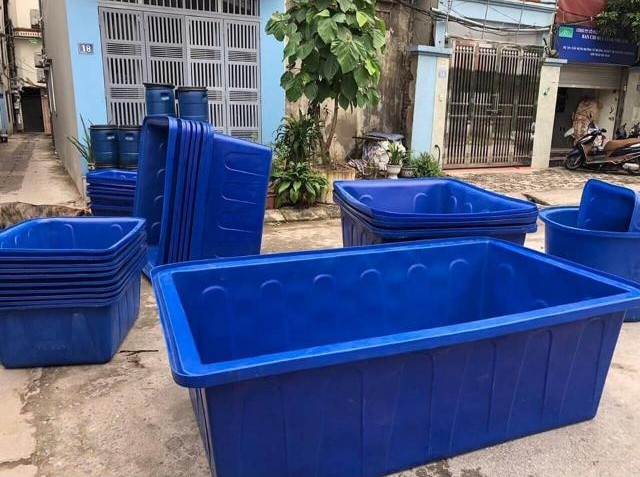 Lưu ý khi nuôi cá cảnh trong thùng nhựa