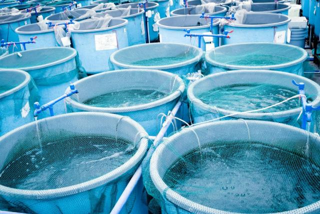 Nuôi cá trê trong thùng nhựa hiệu quả