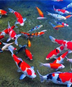 Vẻ đẹp của cá Koi