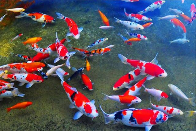 Vẻ đẹp của cá Koi