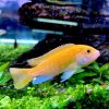 Cá Ali vàng 