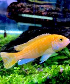 Cá Ali vàng 