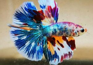 Cá Betta Galaxy