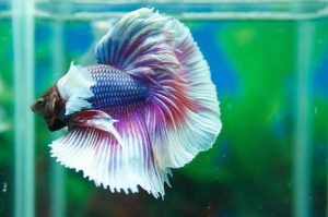 Cá Betta Halfmoon