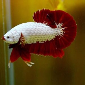 Cá betta rồng
