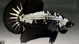 Cá Betta Samurai
