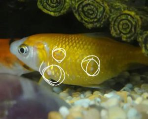 Các bệnh về cá ali vàng