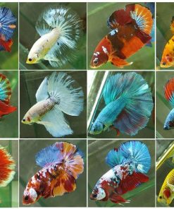 Các loại cá betta