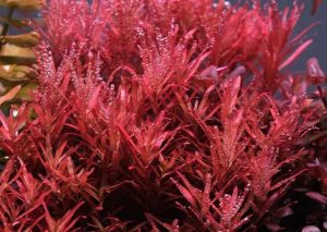 Cận cảnh Rotala Colorata với những chiếc lá mang tông cam, hồng cam đẹp mắt