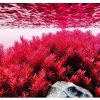 Cây vảy ốc đỏ với màu sắc rực rỡ dưới nước