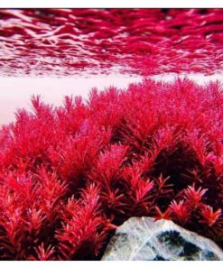 Cây vảy ốc đỏ với màu sắc rực rỡ dưới nước