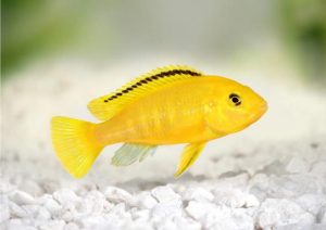 Dinh dưỡng và thức ăn của cá ali vàng