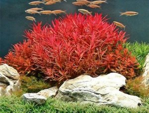 Hồ thủy sinh sống động với cây vảy ốc đỏ