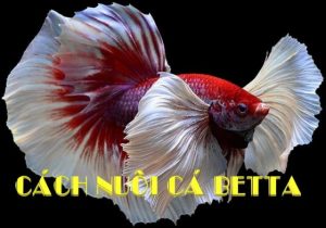 Nuôi cá betta