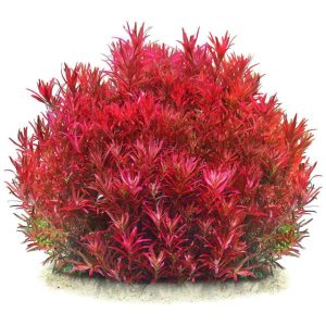 Rotala Rotundifolia Red với khả năng lên màu hồng đậm đến đỏ nhạt ở phần ngọn