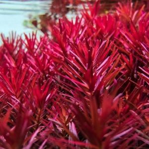 Vẻ đẹp nổi bật của Rotala Super Red với khả năng lên màu đỏ tươi, đỏ rực