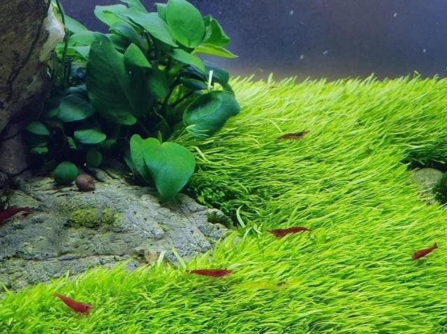 Chọn phân bón cho cây thủy sinh xanh tốt