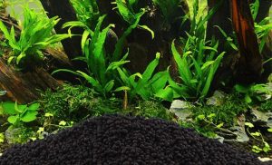 Chọn phân nền thủy sinh phù hợp với hồ của bạn