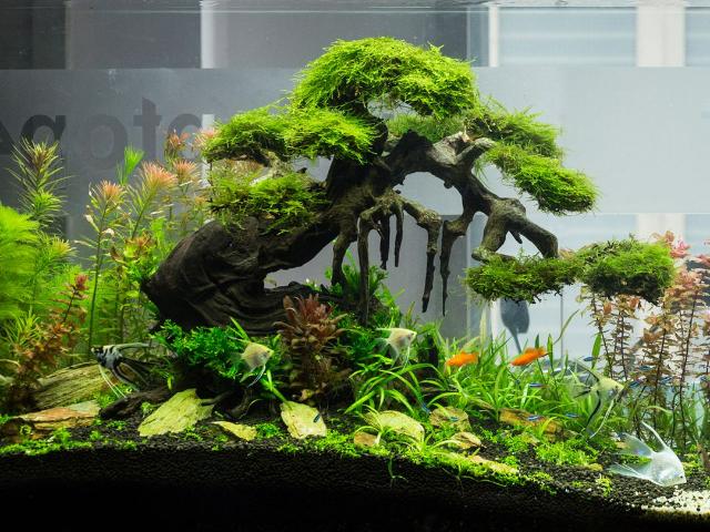 Phân bón cây thủy sinh xanh tốt