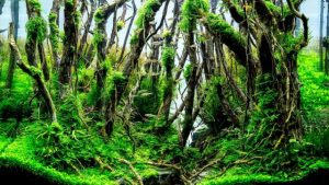 Bố cục thủy sinh Nature Aquarium