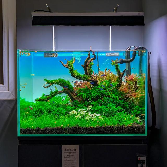Các bước setup bể thủy sinh