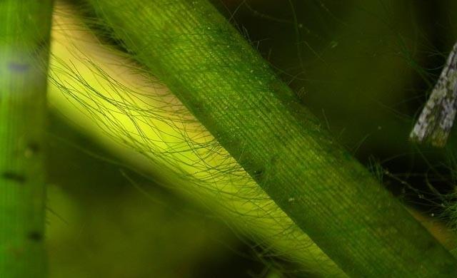 Phòng ngừa rêu hại