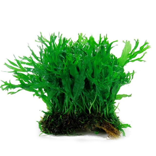 Rêu chùm hươu