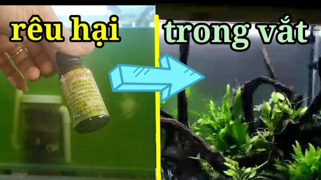 Sử dụng thuốc diệt rêu hai