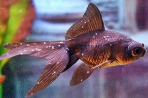 Các bước xử lý bệnh nấm trắng ở cá