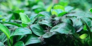 Nguyên nhân hồ bị rêu đen