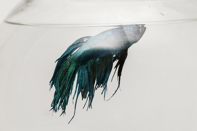 Cá cảnh bị túm lắc