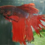 Trị cá bị túm lắc