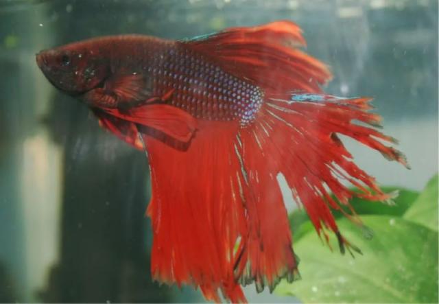 Trị cá bị túm lắc